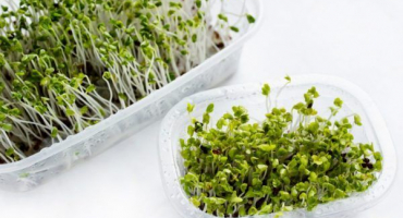 Brokolicové klíčky – přínosy pro tělo